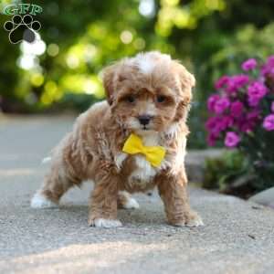 Brady, Cavapoo Puppy